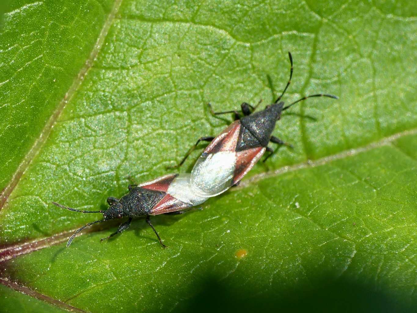 Oxycarenus lavaterae (?) in copula